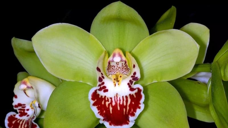 Bunga Langka di Dunia - Shenzen Nongke Orchid