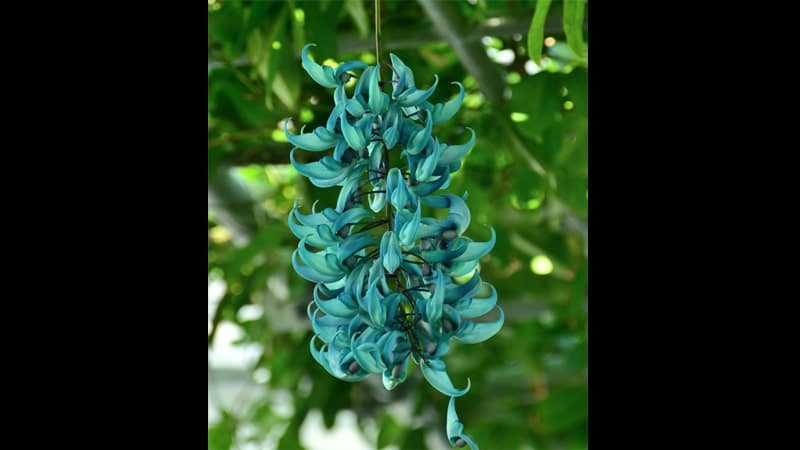 Bunga Langka di Dunia - Jade Vine