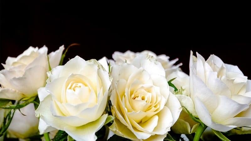 Bunga Mawar Putih yang Cantik - Mawar Putih