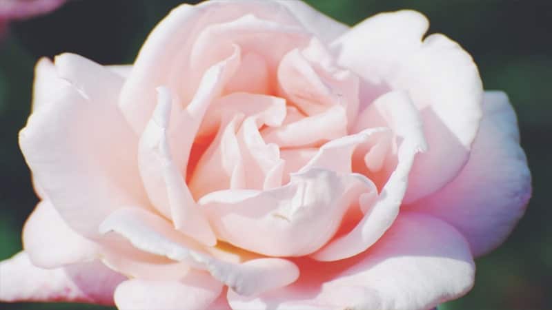 Bunga Mawar Putih yang Cantik - Mawar Alba