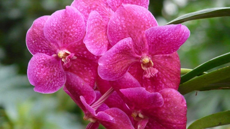 Jenis-Jenis Bunga Anggrek - Anggrek Callus Vanda