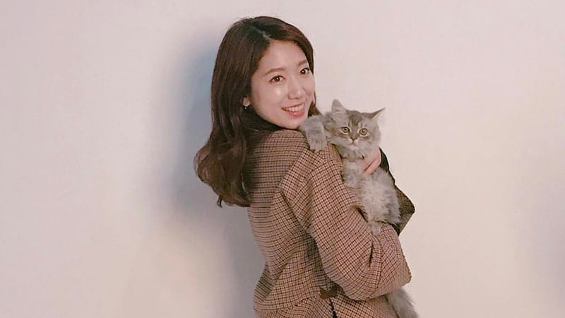 profil park shin hye lengkap - park shin hye dan seekor kucing
