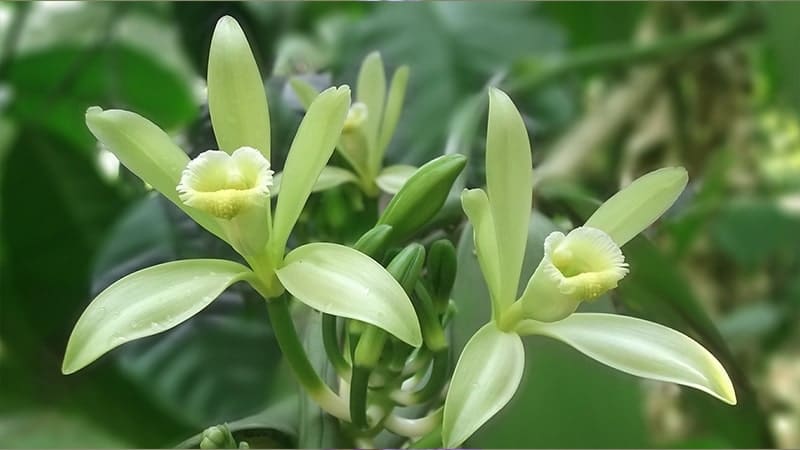 Bunga Anggrek - Anggrek Vanila