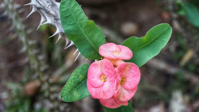 Jenis-Jenis Tanaman Hias - Bunga Euphorbia