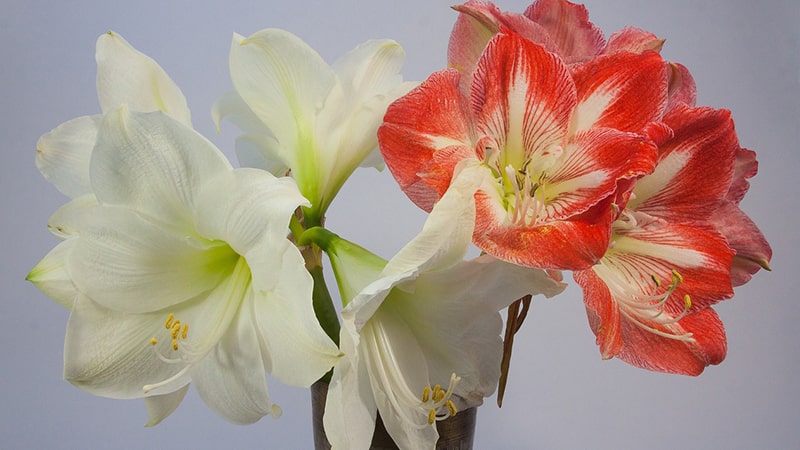 Jenis-Jenis Tanaman Hias - Bunga Amarilis