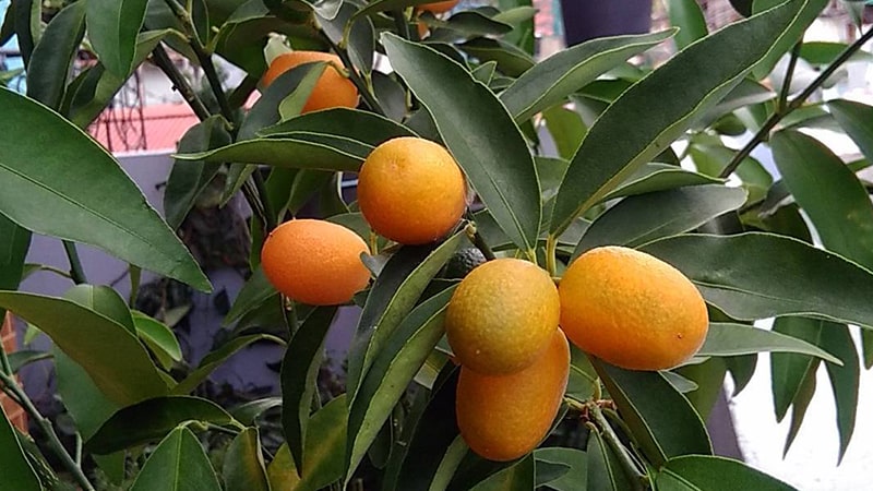 tnmn 14 jenis jenis tanaman hias buah jeruk nagami 800x450 ccpdm min