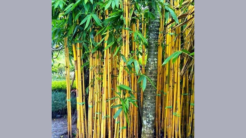 Jenis-Jenis Tanaman Hias - Bambu Kuning