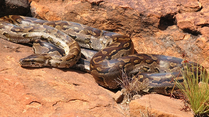 Ular Terbesar di Dunia - African Rock Python