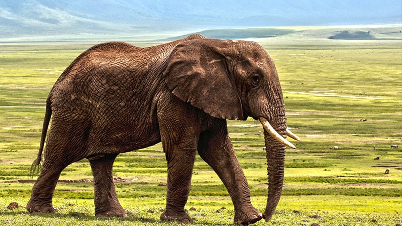 contoh cerpen singkat - gajah