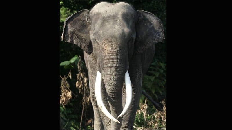 Hewan Langka di Indonesia - Gajah Sumatra