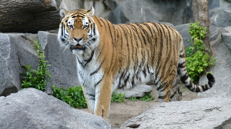 Hewan Langka di Indonesia - Harimau Sumatra