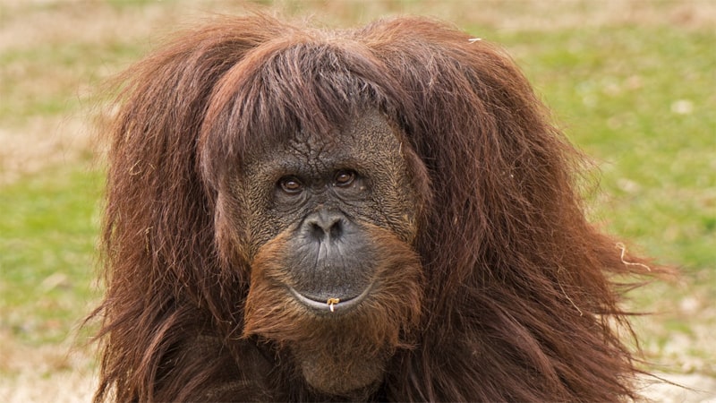 Hewan Langka di Indonesia - Orangutan