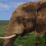 Hewan Terbesar di Dunia - Gajah