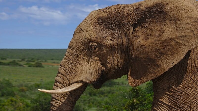 Hewan Terbesar di Dunia - Gajah