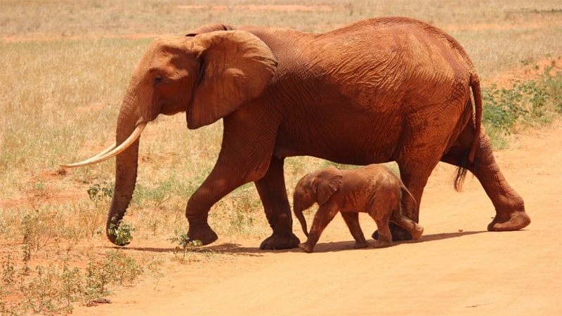 Hewan Terbesar di Dunia - Gajah Afrika