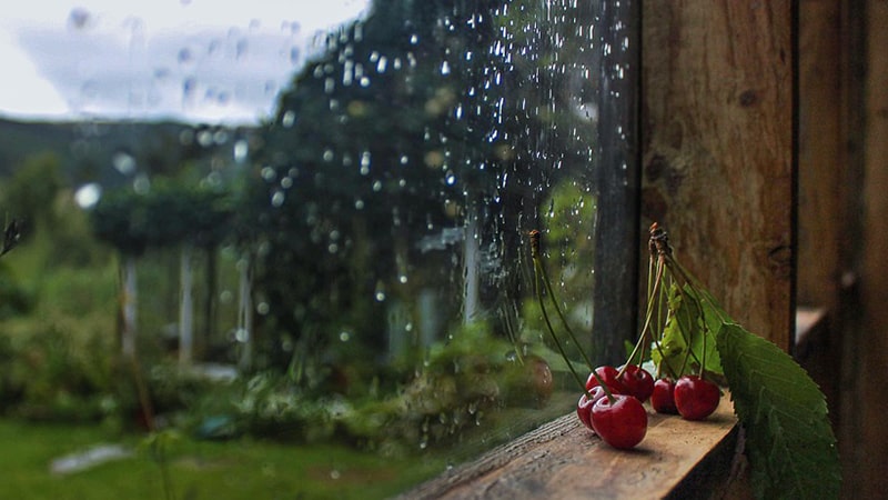 Kata-Kata tentang Hujan - buah ceri