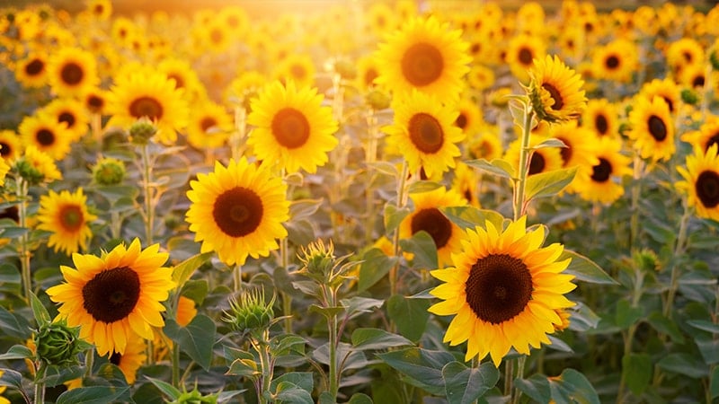 Kata Bijak tentang Senyum - Bunga Matahari