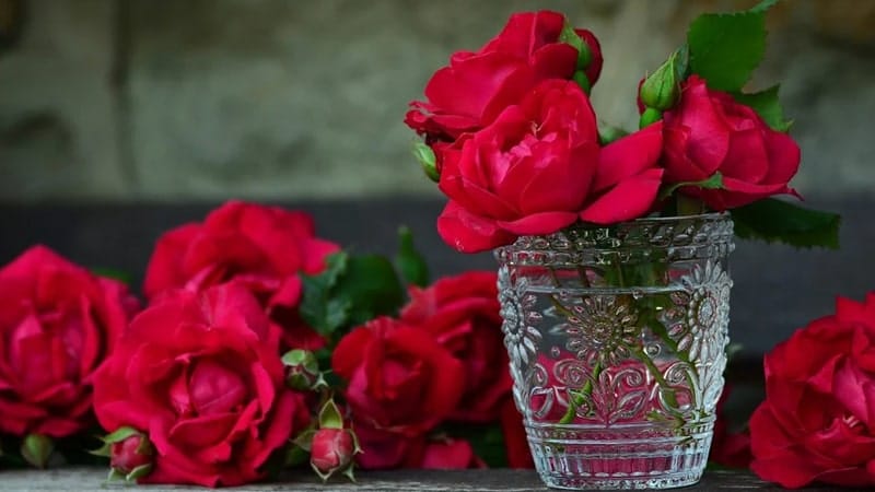 Kata-Kata Bunga Mawar - Mawar Merah