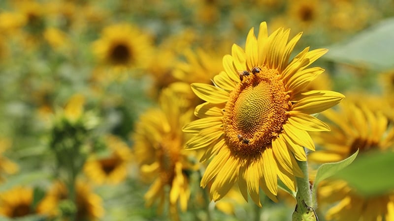 Kata-Kata Bunga Matahari - Bunga dan Lebah
