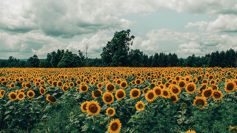 15 Kata Kata Bunga Matahari yang Penuh Makna KepoGaul