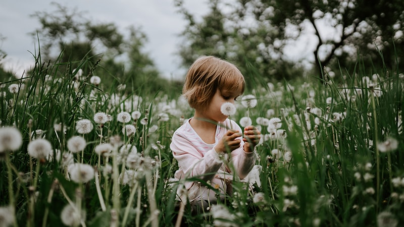 Kata Mutiara Bunga Dandelion - Anak di Tengah Ladang