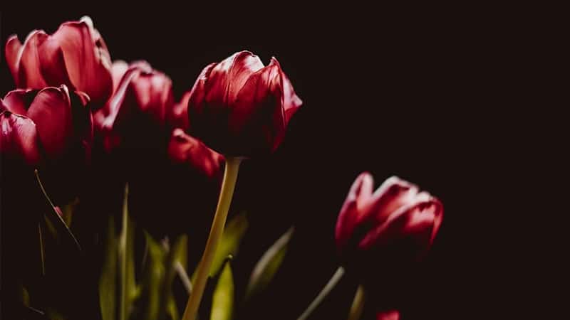 Kata-Kata Setia - Bunga Tulip