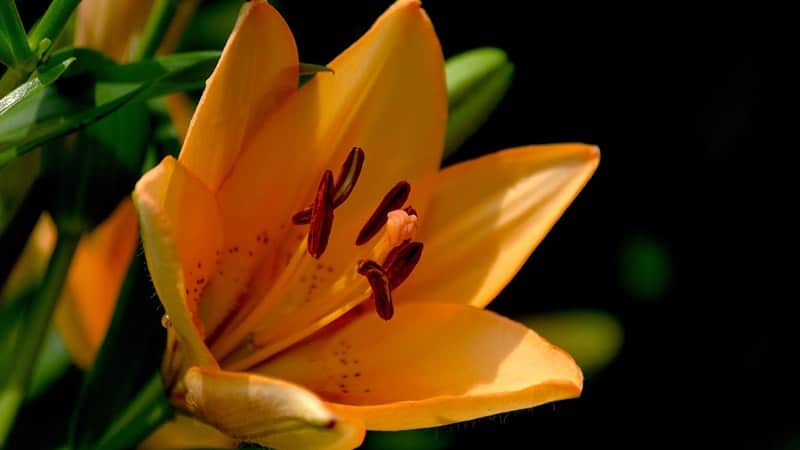 Kata-Kata tentang Kesetiaan - Bunga Lili